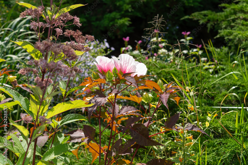 late blooming plants and flowers in a garden late blooming plants and flowers in a garden