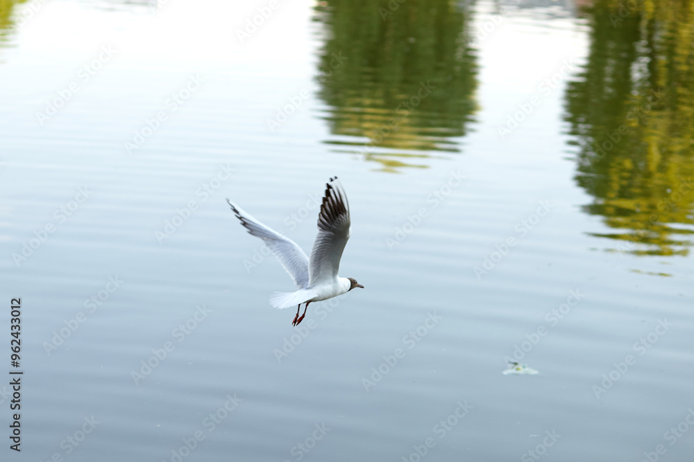 The chayka flies over the river The chayka flies over the river