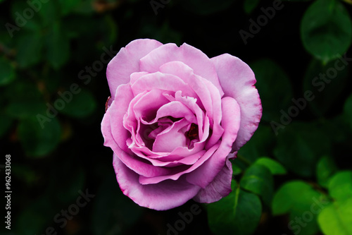 Aging Pink Rose Against Green Leaf Background