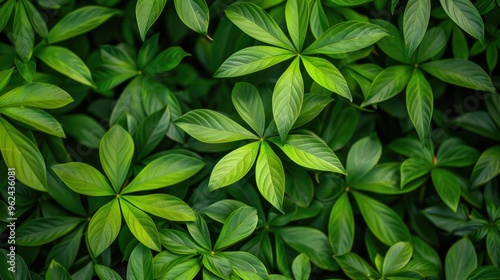 Tropical green leaves in close-up, creating an abstract texture and background.