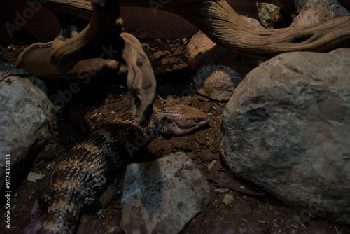 Tiliqua scincoides or sleeping blue tongue lizard