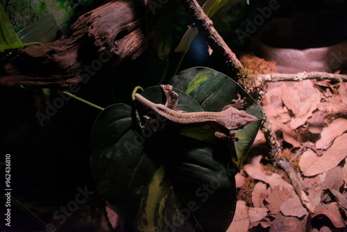 Gecko stuck on some leaves