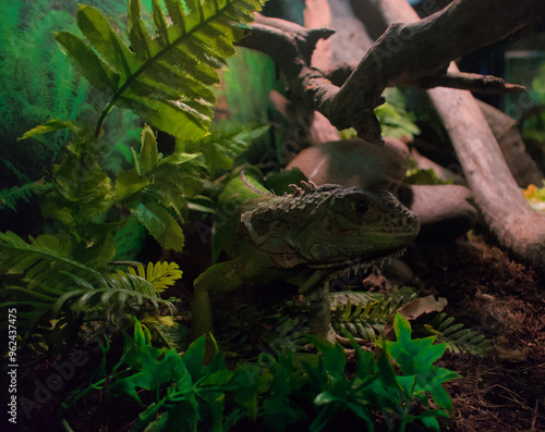 Green iguana between branches and leaves