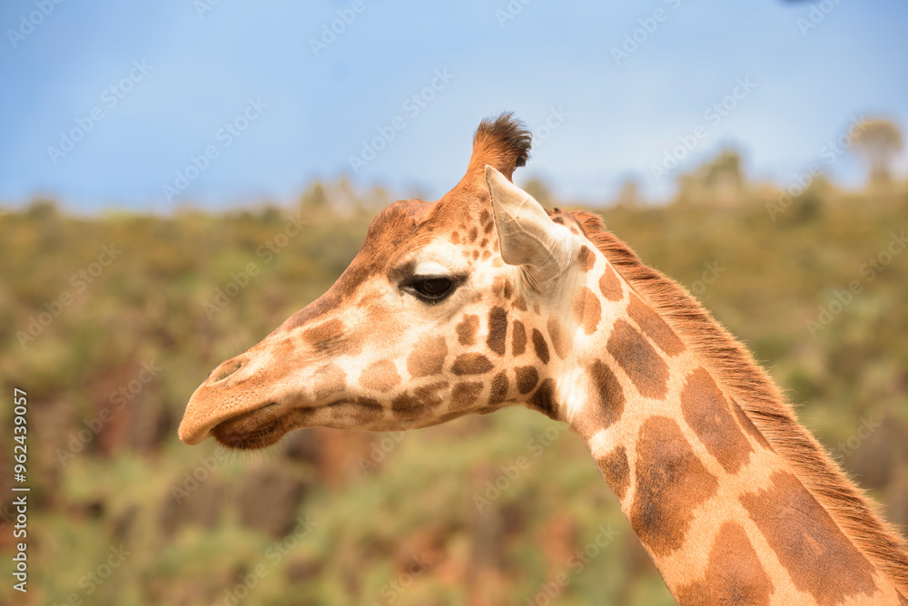 giraffe in a natural park giraffe in a natural park