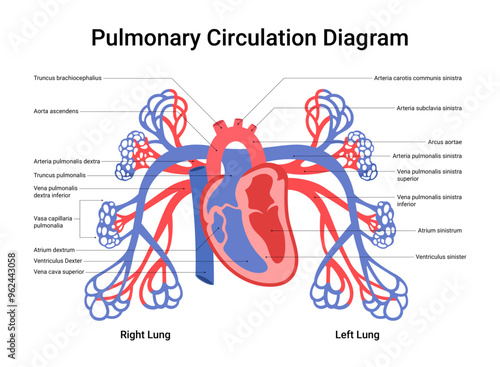 Structure of Pulmonary Circulation Diagram
