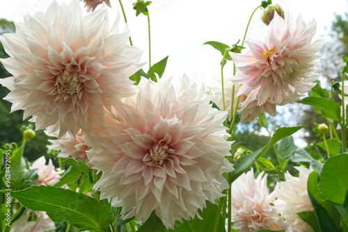 Creamy pink decorative Dahlias Garden