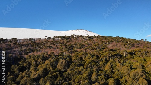 Malalcahuello, Araucanía, Chile. photo