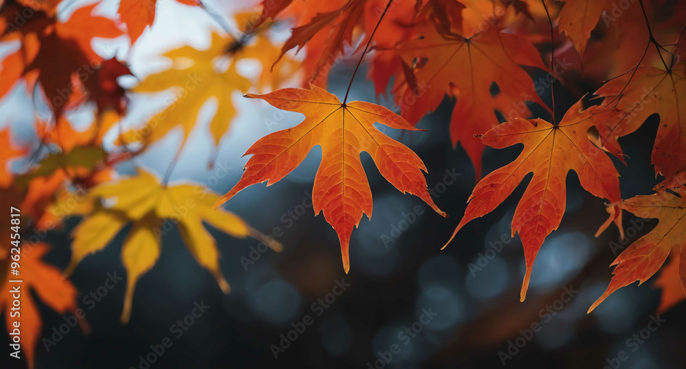Orange and red maple leaves abstract background Orange and red maple leaves abstract background
