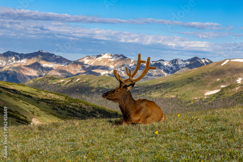 Elk in the Rocky Mountain National Park Colorado. Trail Ridge Road Rocky Mountain National Park Estes Park and Grand Lakes Colorado