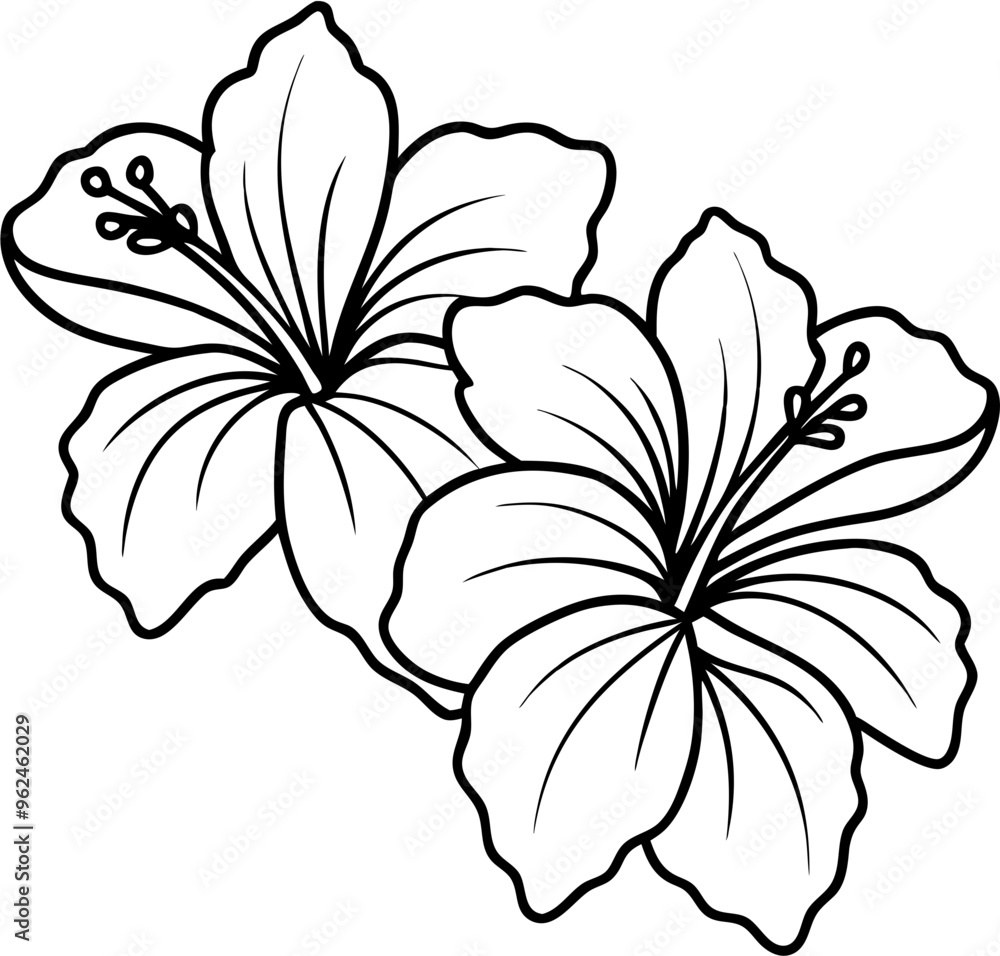 hibicus flower4 hibicus flower4