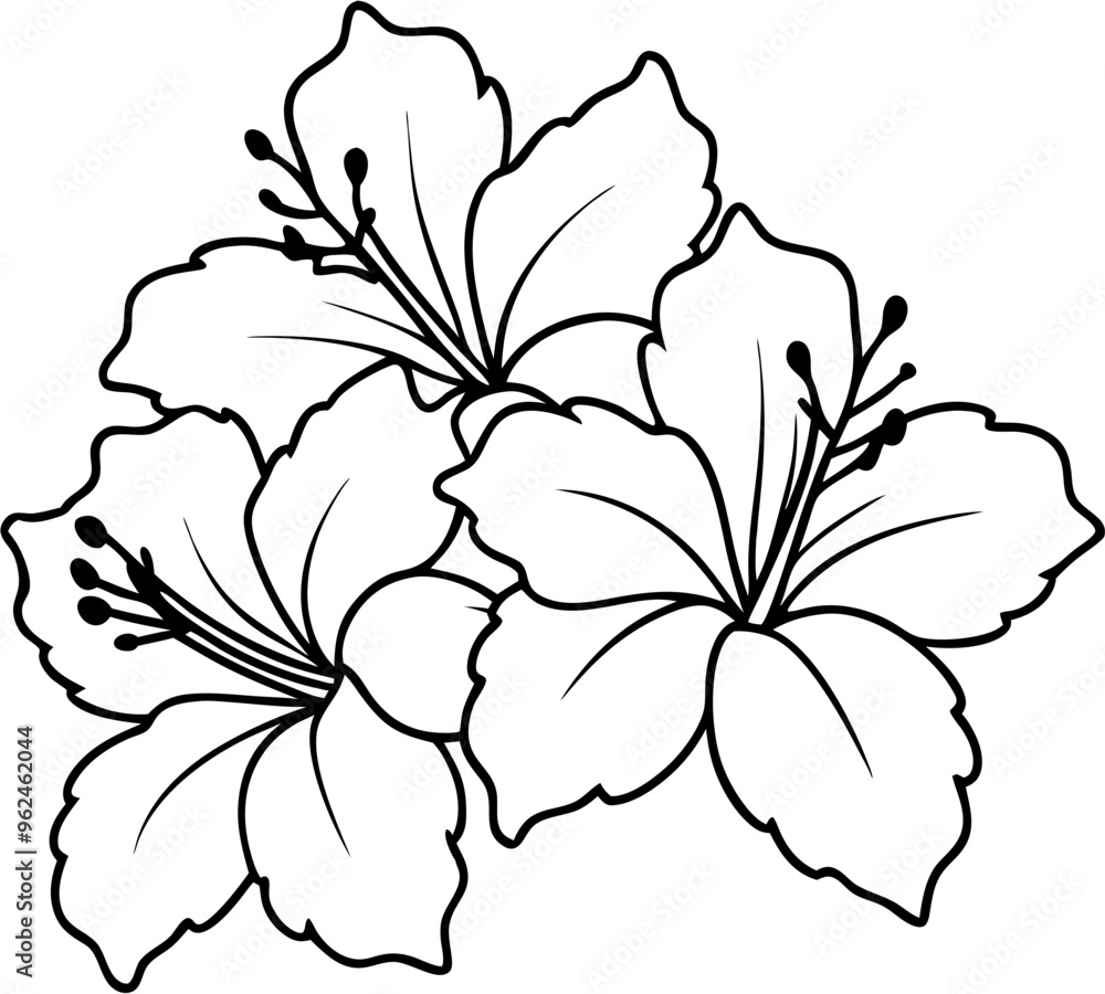 Obraz premium hibicus flower1