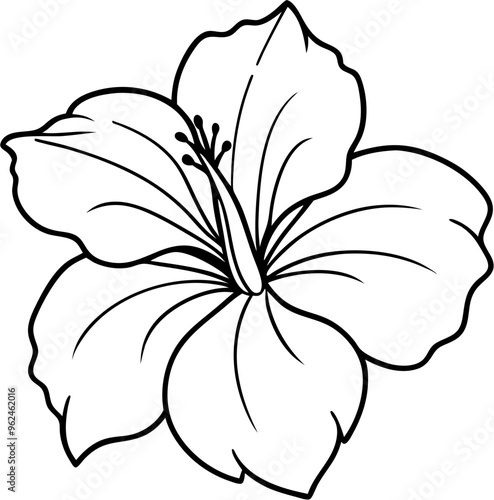 hibicus flower10