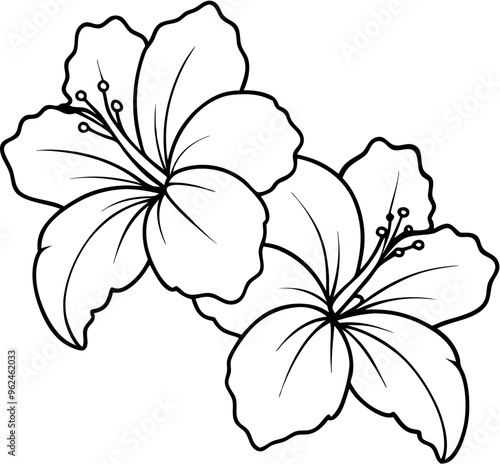 hibicus flower3