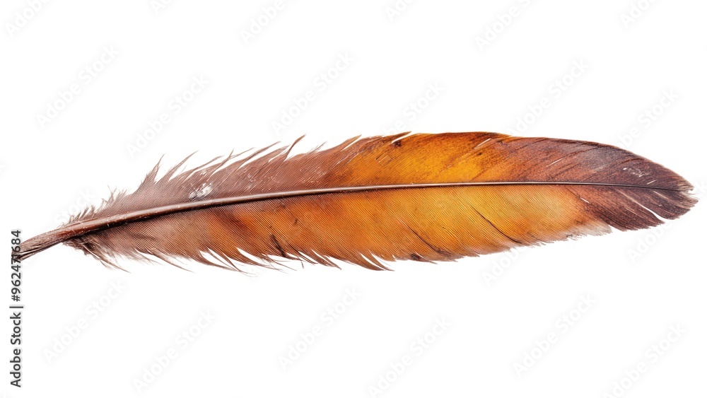 A feather is shown in a close up on a white background A feather is shown in a close up on a white background