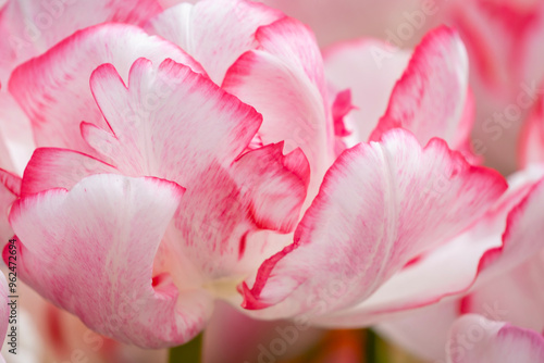 Pretty Pink Tulip