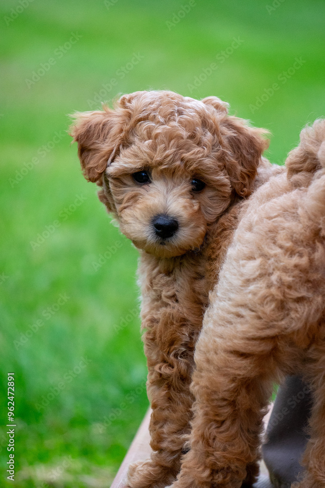 Playful puppy Playful puppy