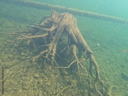 Beautiful abstract high quality picture of submerged underwater tree roots captured with waterproof action camera photo