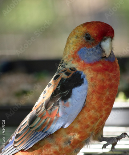 The Adelaide Rosella is the result of interbreeding between the Crimson and Yellow Rosellas. photo