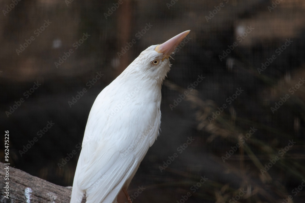 the albino raven has a pink beak and white feathers the albino raven has a pink beak and white feathers
