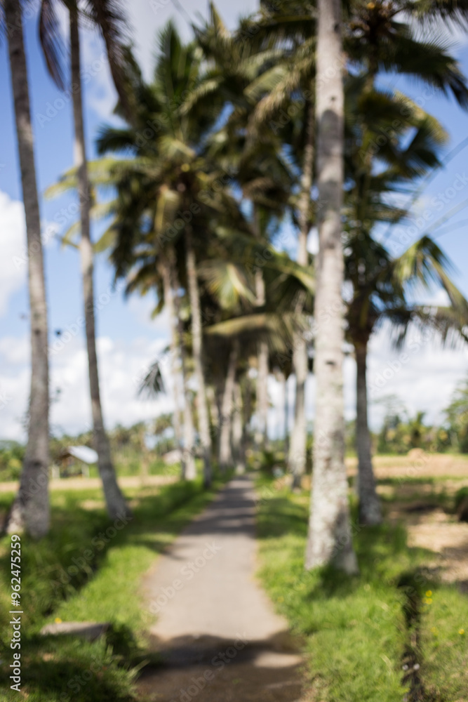 Blurred background of tall palm trees and roads along fields. Beautiful background of nature Blurred background of tall palm trees and roads along fields. Beautiful background of nature