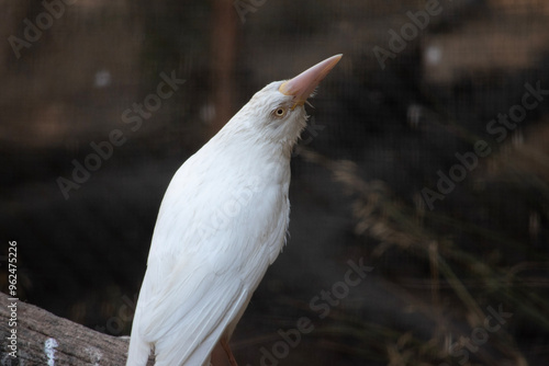 the albino raven has a pink beak and white feathers