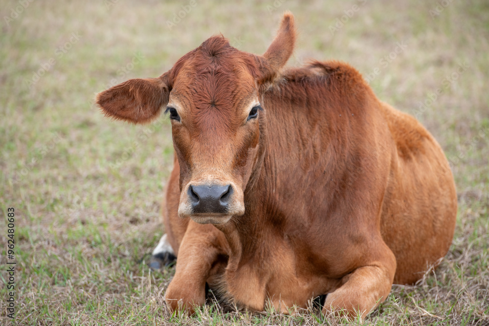 A single brown holstein lays on lush green grass with its legs tucked under its body on a farm. The large dairy cow has reddish brown hair. The adult beef bull is large in the middle section. A single brown holstein lays on lush green grass with its legs tucked under its body on a farm. The large dairy cow has reddish brown hair. The adult beef bull is large in the middle section.
