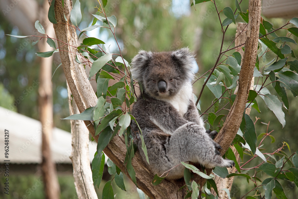 Fototapeta premium the Koala has a large round head, big furry ears and big black nose. Their fur is usually grey-brown in color with white fur on the chest, inner arms, ears and bottom.
