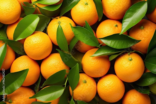 Fresh citrus fruits - calamondin, valencia orange, bitter orange, tangerine, and more, vibrant oranges against lush green leaves of the fruit tree, colorful and nutritious whole foods in the outdoors.