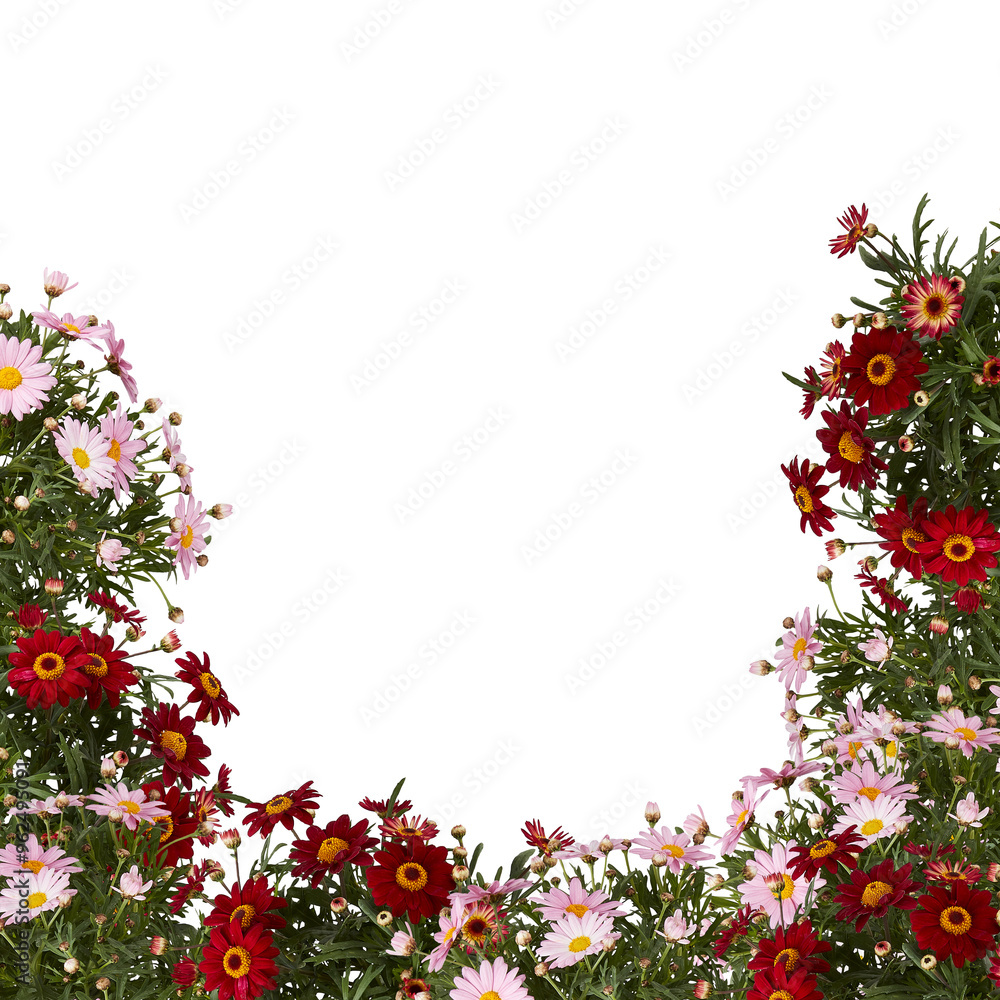 frame Marguerite daisy Plant pink red frame Marguerite daisy Plant pink red
