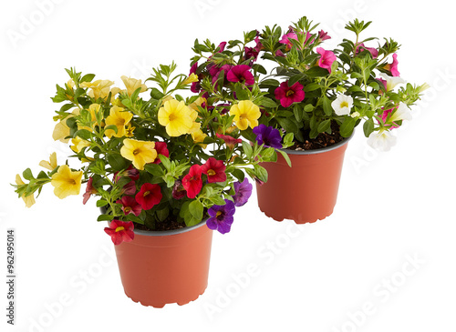 Growing Calibrachoa million bells