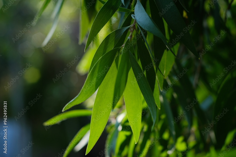 green leaves bokeh background green leaves bokeh background