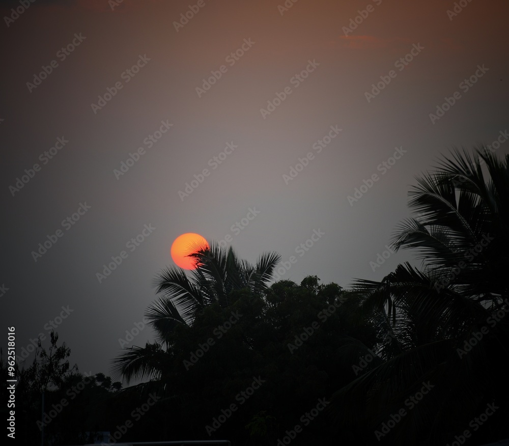 The beautiful view of sunrise into the trees The beautiful view of sunrise into the trees