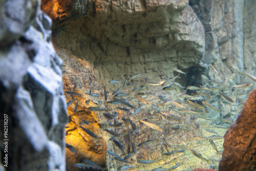 マイイワシとカタクチイワシの群れ　海遊館 photo