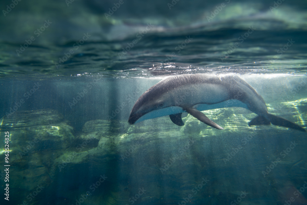 Fototapeta premium カマイルカ 海遊館