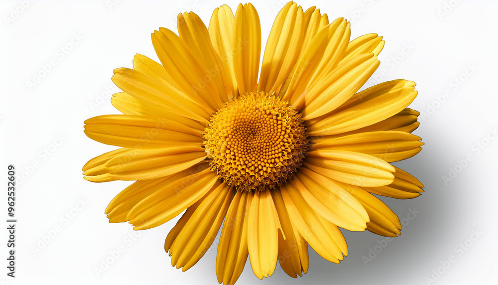 Fototapeta premium Arnica Flower Isolated on White Background