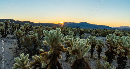 Yellow sky sunrise over mountains at cactus garden