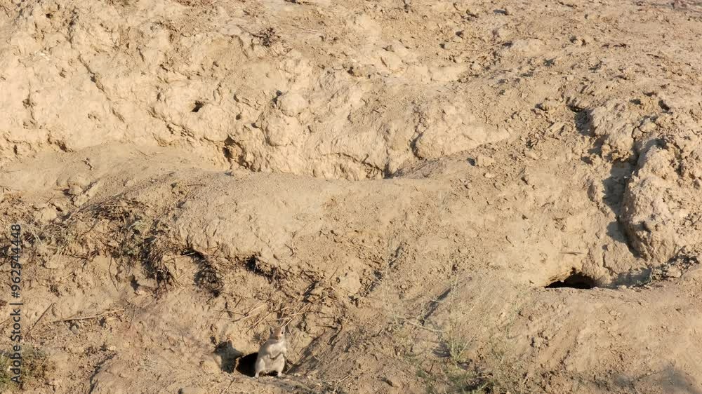 A small rodent, a ground squirrel, near its burrow. A small rodent, a ground squirrel, near its burrow.