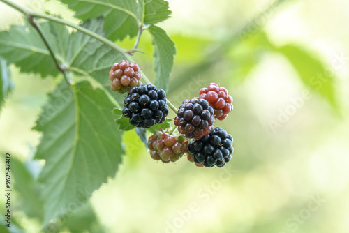 Blackberries on a bush in the garden.