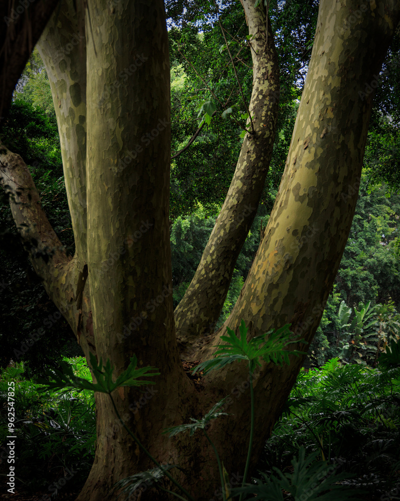 Fototapeta premium Giant fig trees in Hyde Park Sydney Australia