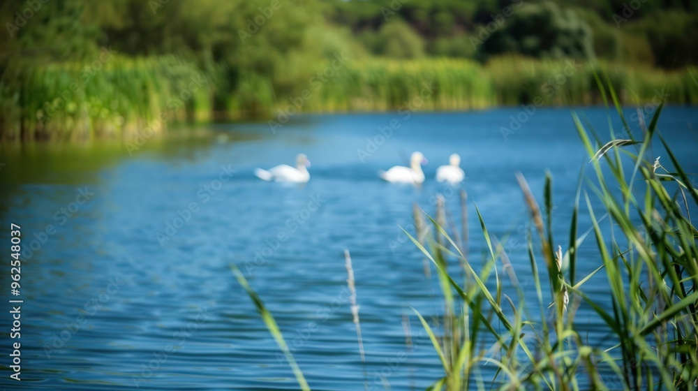 Swans Swimming in a Lake with Green Grass in the Foreground Swans Swimming in a Lake with Green Grass in the Foreground