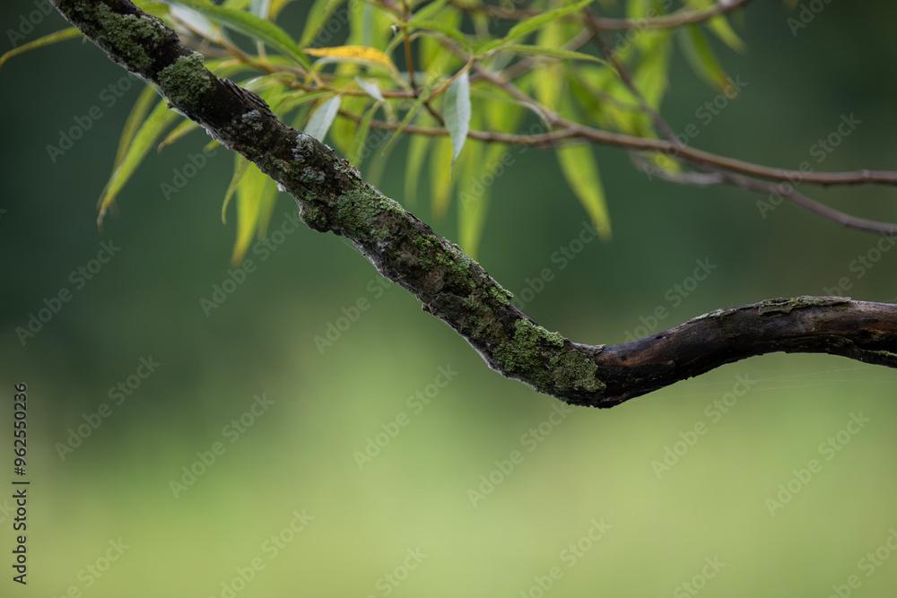 Moss-covered branches in an Ontario Provincial Park. Moss-covered branches in an Ontario Provincial Park.