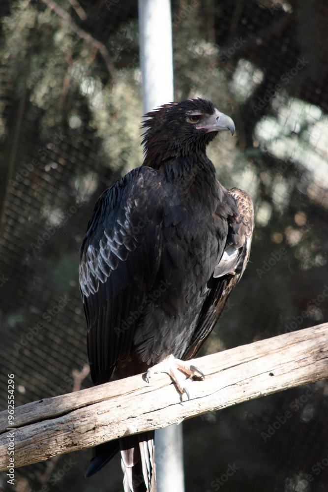 Fototapeta premium The Wedge-tailed Eagle is a dark brown-black color. The beak of the Wedge-tailed Eagle is pale cream.
