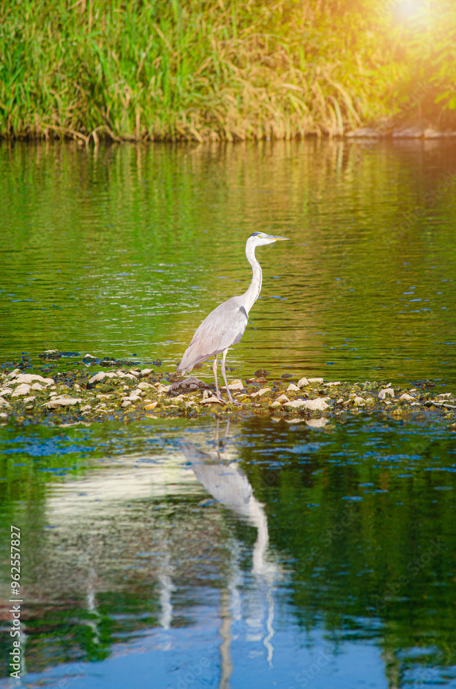 Obraz premium A beautiful elegant Great grey Egret bird stands in the reeds along the edge of a winding river through the wetlands
