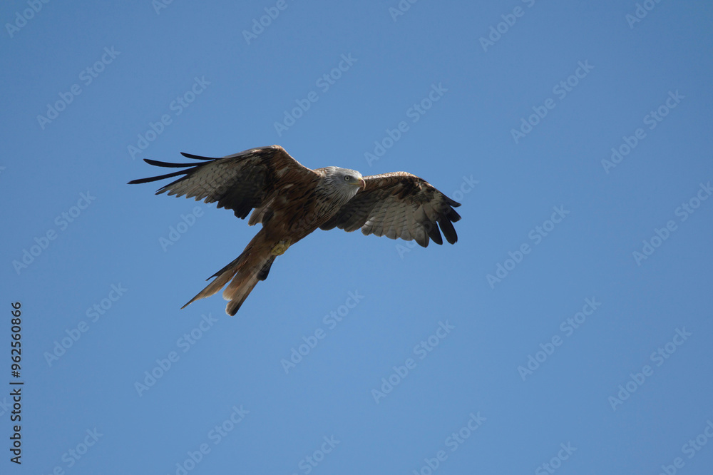 Fototapeta premium Red Kite
