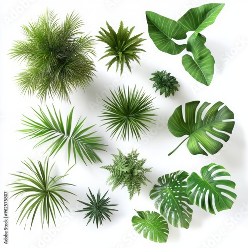 Several Types of Photorealistic Palm Plants with Vibrant Green Leaves Arranged in Isometric View, Featuring Distinctive Fronds and Varied Species, Alongside Tropical Plants Like Ferns and Monstera on 