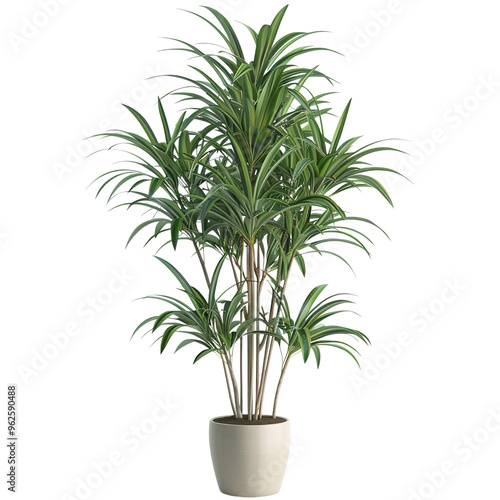 plant in a pot