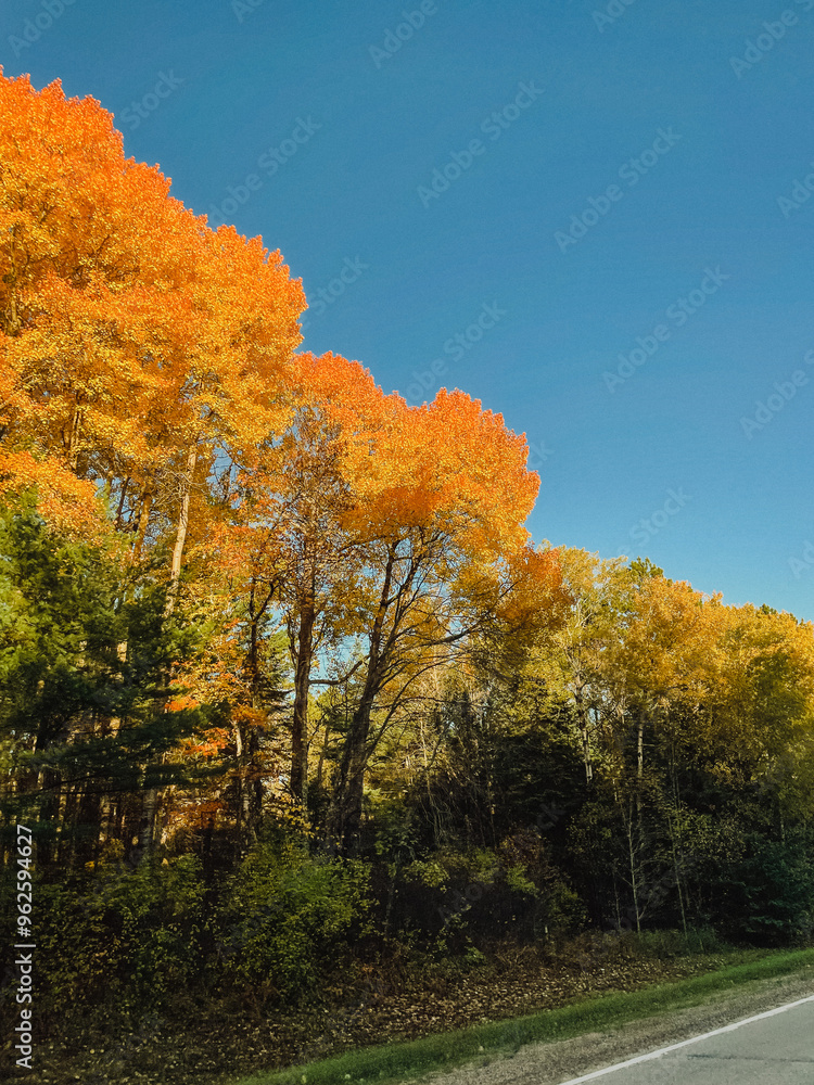 Autumn leaves in all the colors Autumn leaves in all the colors