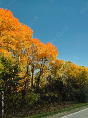 Autumn leaves in all the colors