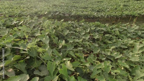 pointed gourd plant, pointed gourd, pointed gourd tree in india,