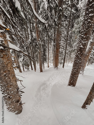 Skiing in tight trees on a powder day